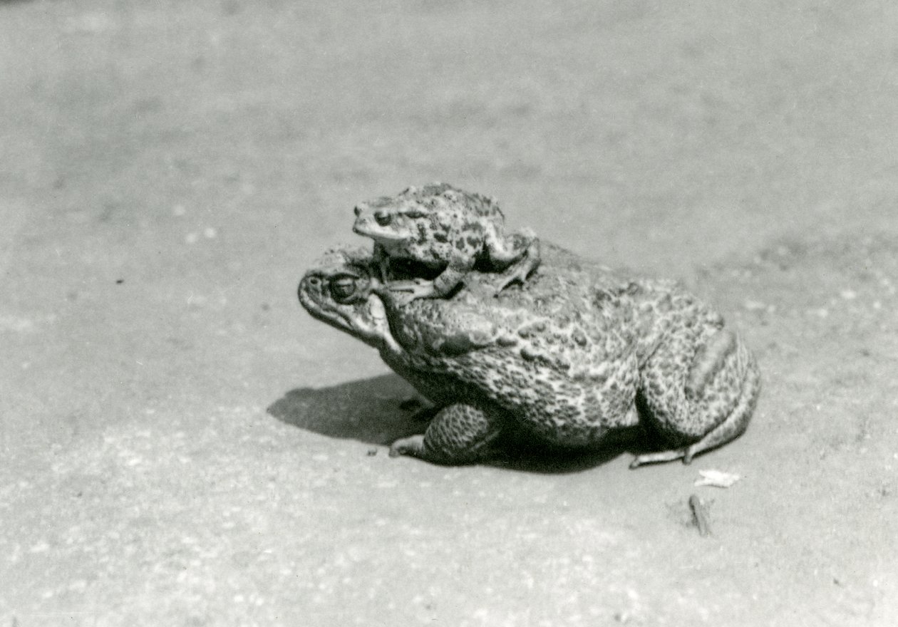 En europæisk tudse, der sidder på en Giant Cane Marine Road, London Zoo, august 1923 (s/h foto) af Frederick William Bond