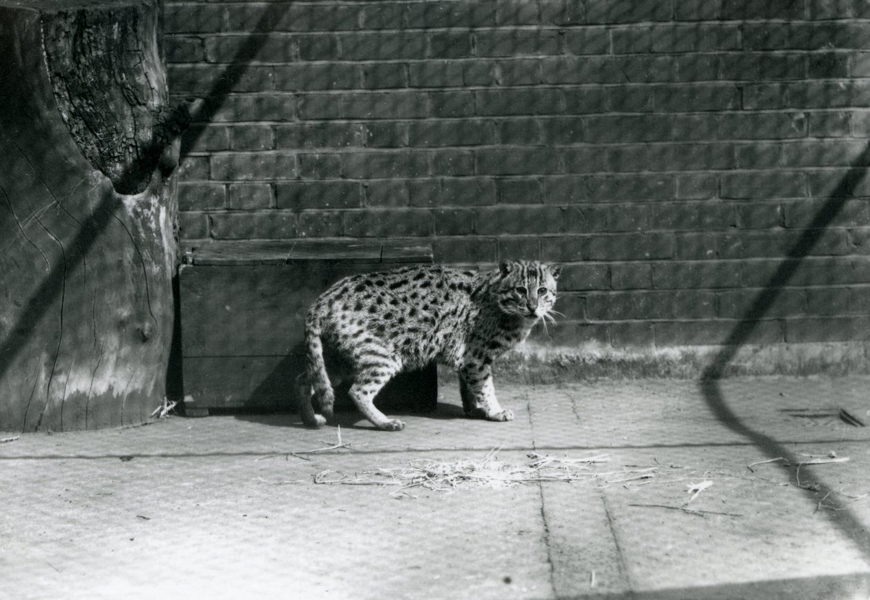 En fiskekat i London Zoo, juli 1921 af Frederick William Bond