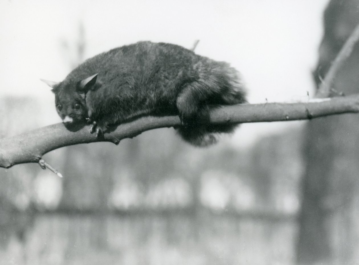 En flyvende Phalanger kigger ned fra en gren i London Zoo, ca. 1923 (bw foto) af Frederick William Bond