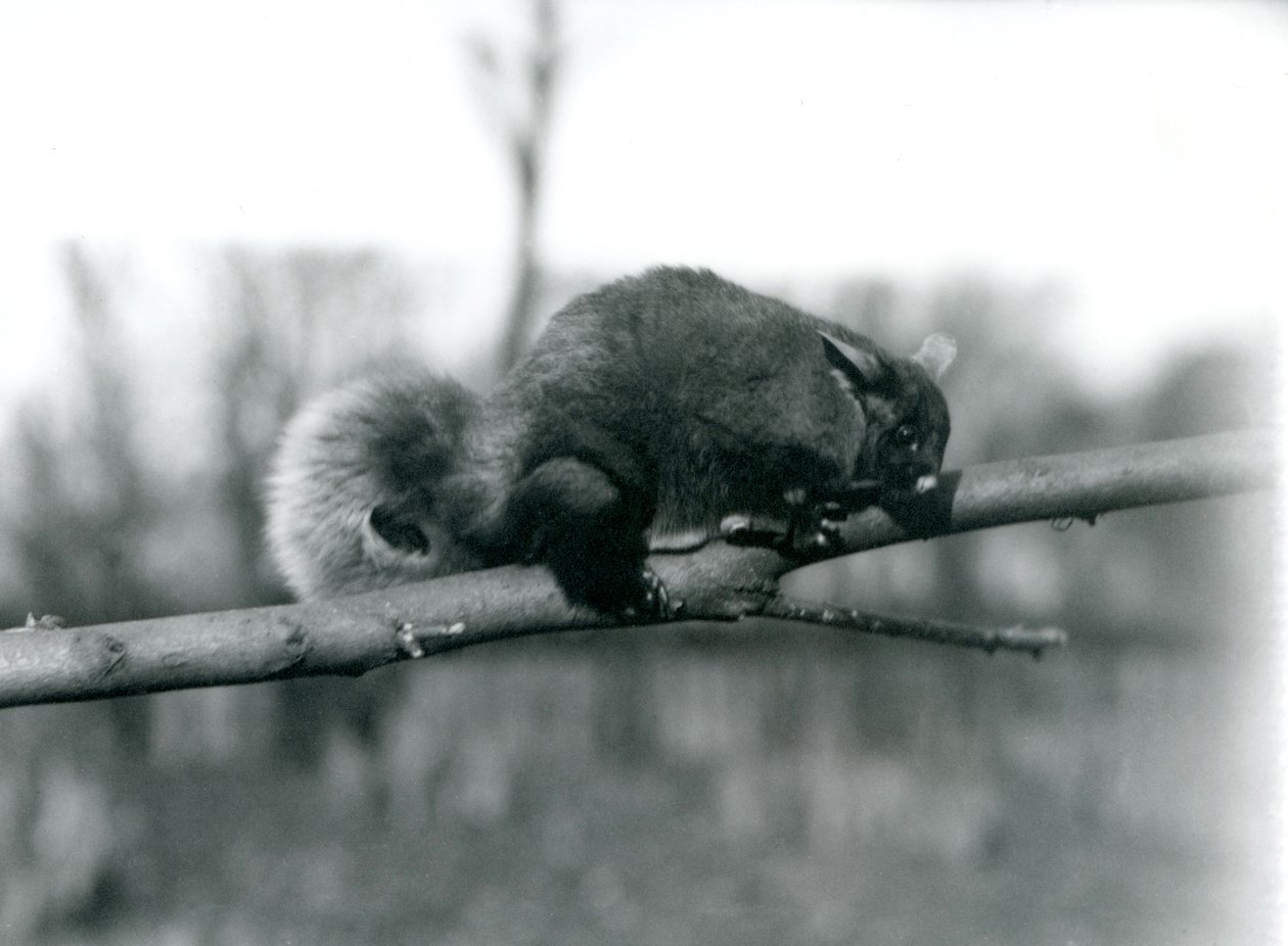 En flyvende phalanger på en gren i London Zoo, februar 1922 af Frederick William Bond