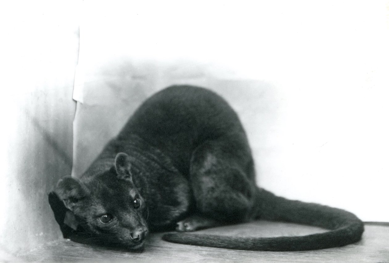En fossa i London Zoo, november 1912 af Frederick William Bond