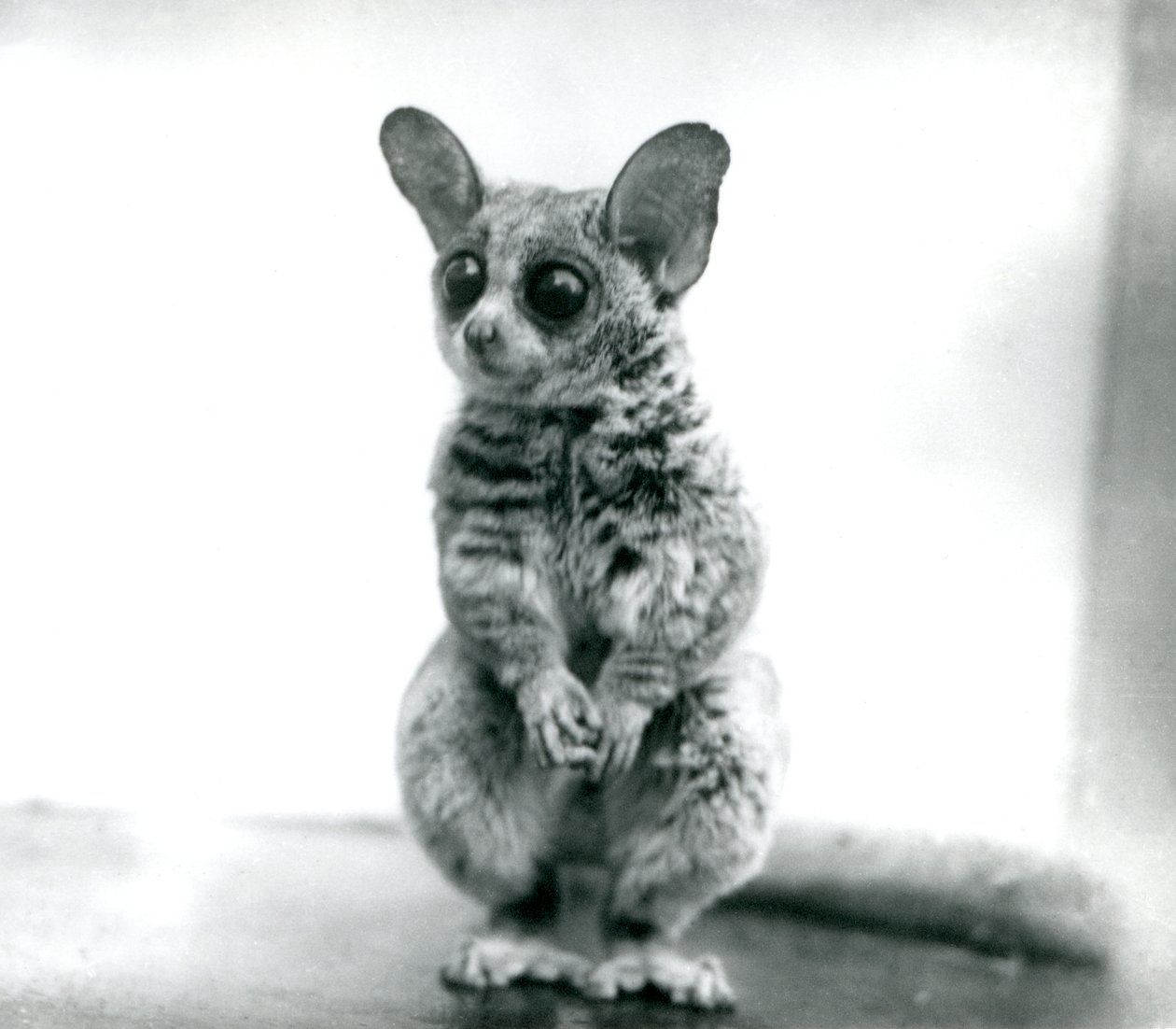 En Galago moholi eller Mohol bushbaby i London Zoo, 12. september 1913 af Frederick William Bond