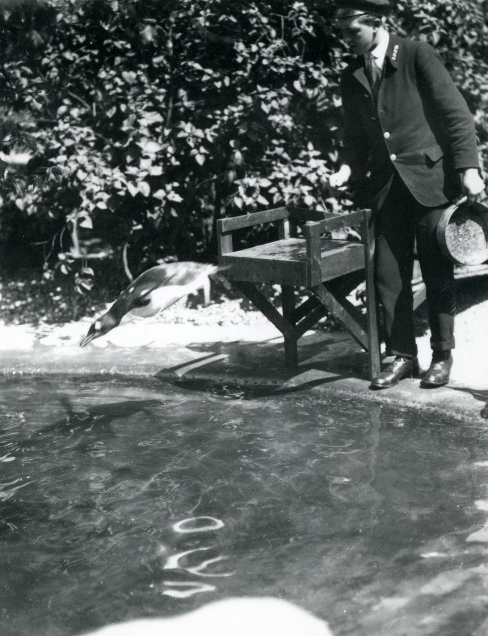 En Gentoo Penguin dykker efter fisk, som målmanden lige har smidt i sin pool, London Zoo, juni 1914 af Frederick William Bond