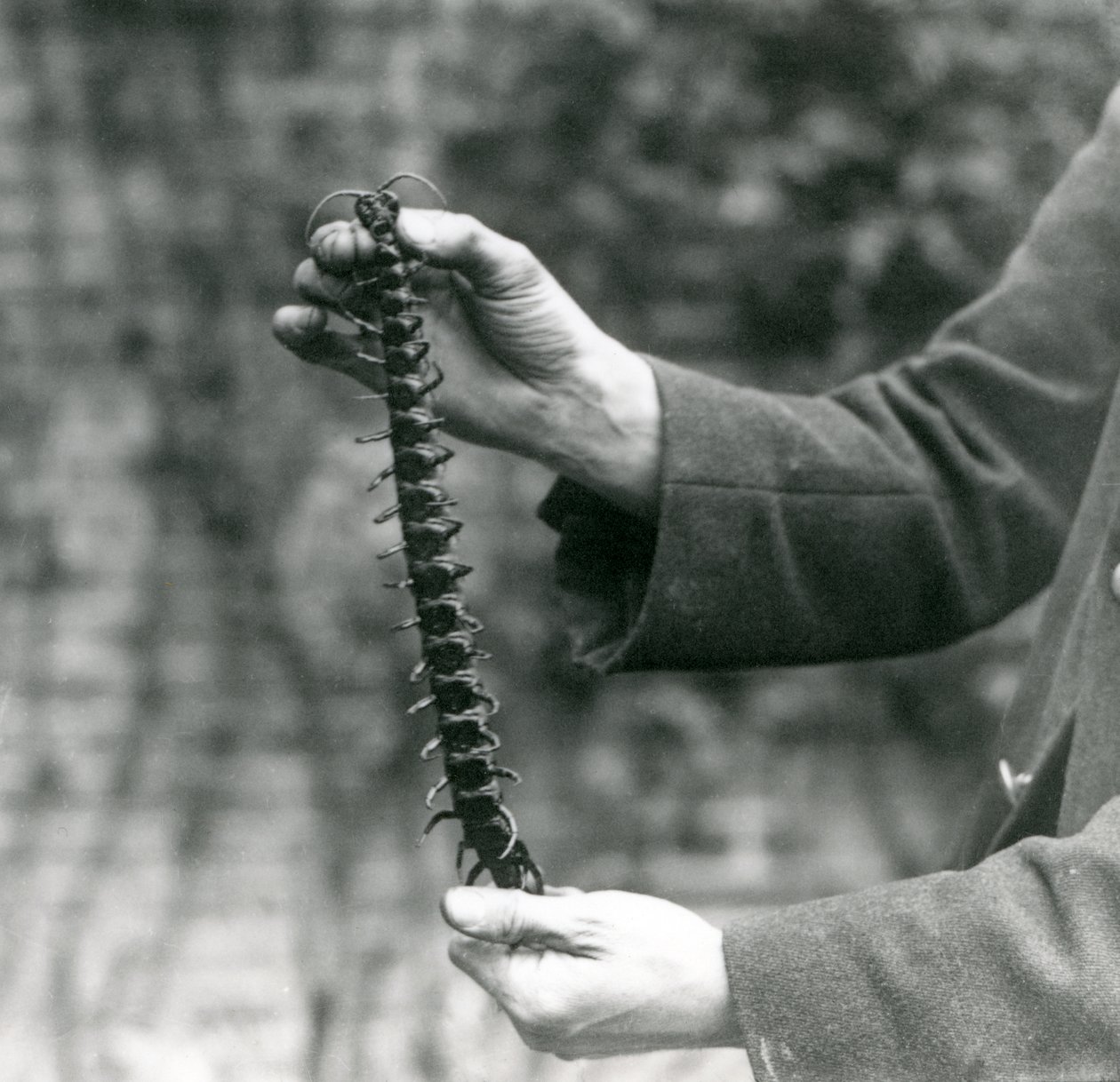 En kæmpe tusindben holdes omhyggeligt op af sin vogter, London Zoo, 1923 (bw foto) af Frederick William Bond