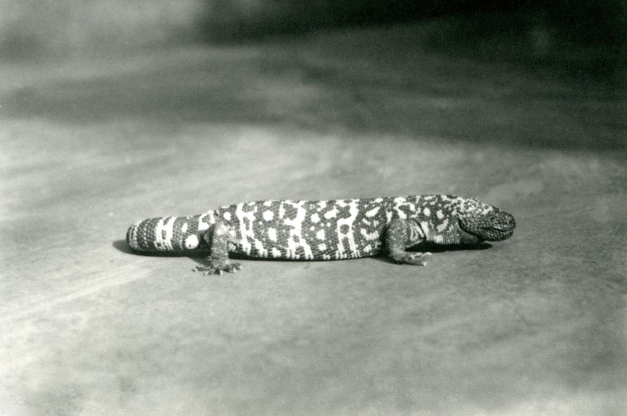 Et Gila Monster i London Zoo, september 1923 (bw foto) af Frederick William Bond