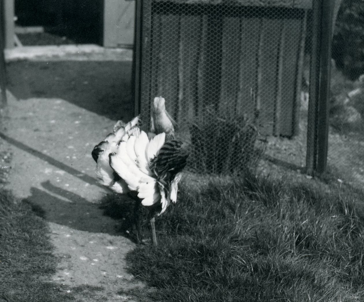 En stor bustard viser sine fjer i London Zoo, maj 1914 af Frederick William Bond