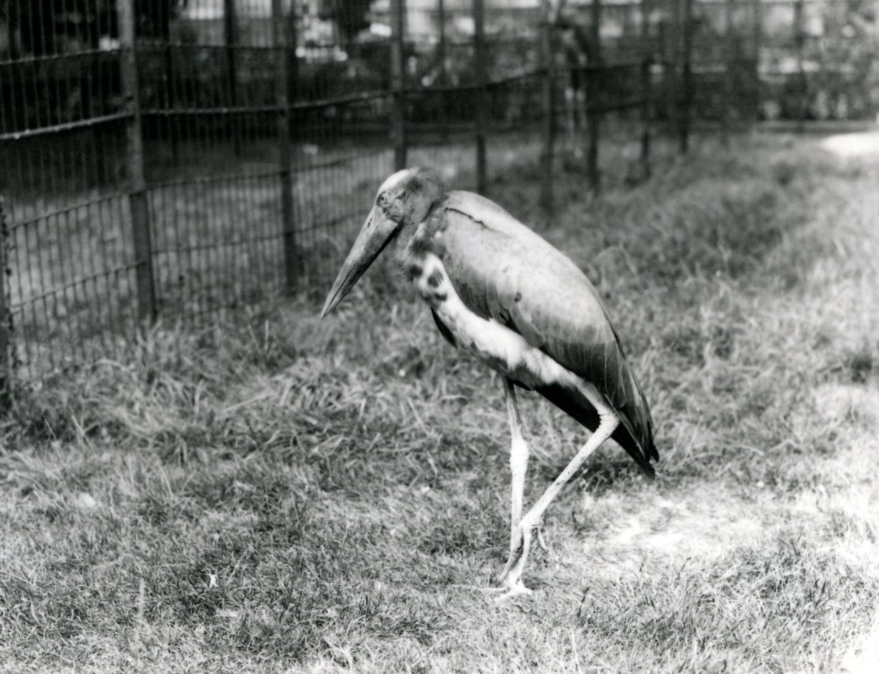 En javansk adjudant, stående i London Zoo, september 1923 (bw foto) af Frederick William Bond