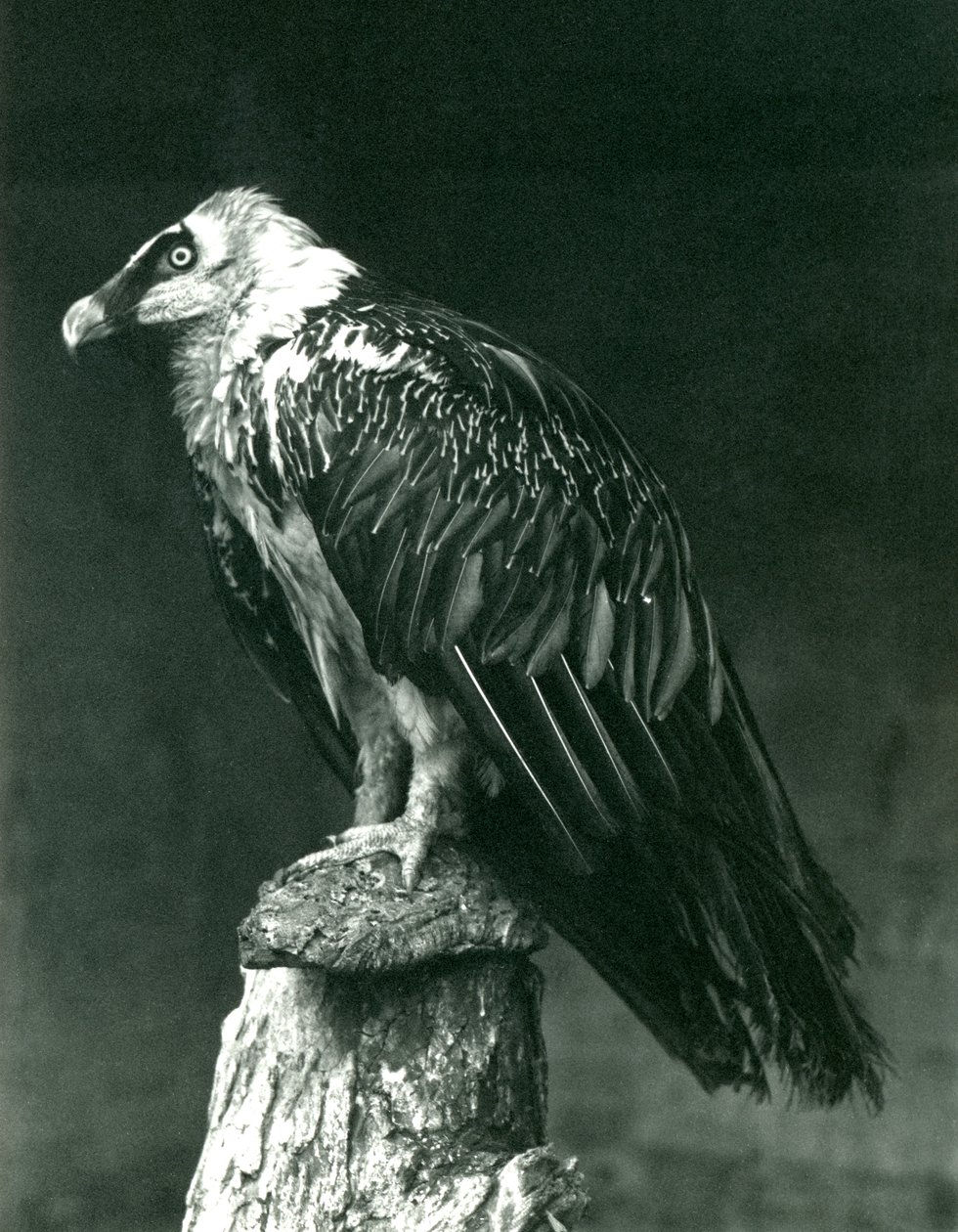 En lammergier eller skæggrib i London Zoo i juni 1914 af Frederick William Bond