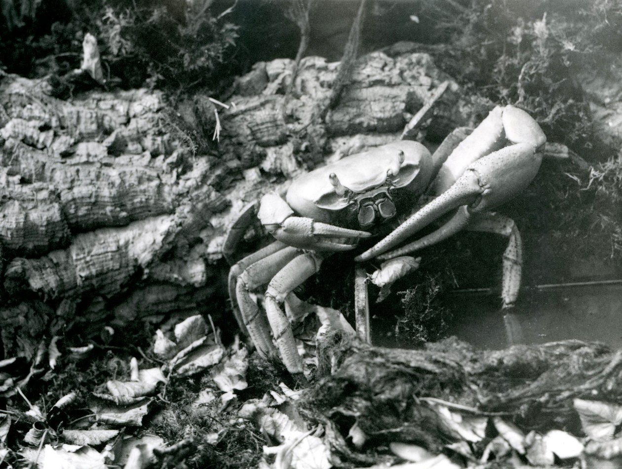 En landkrabbe i London Zoo, maj 1922 af Frederick William Bond