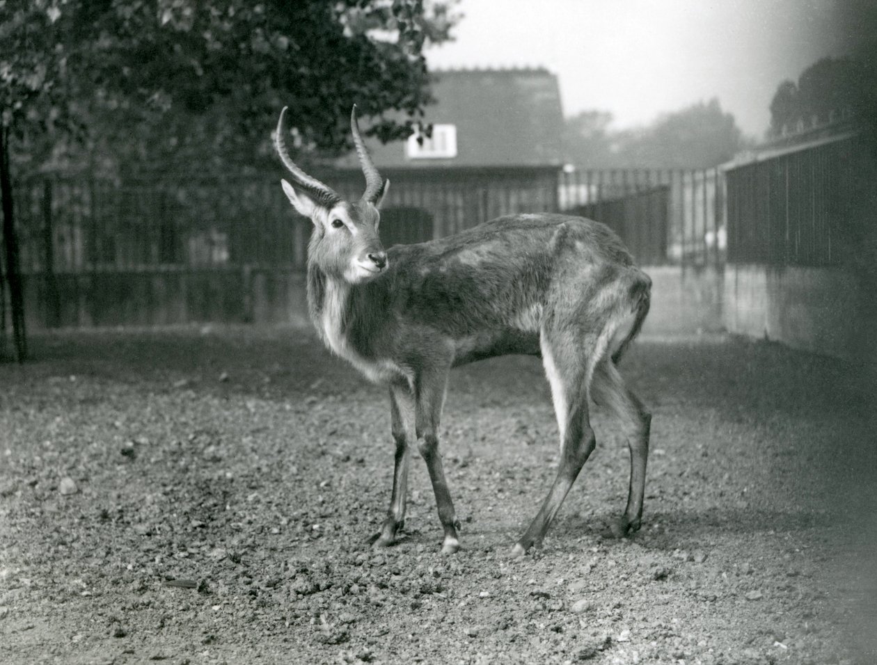 En Lechwe i London Zoo, september 1921 af Frederick William Bond