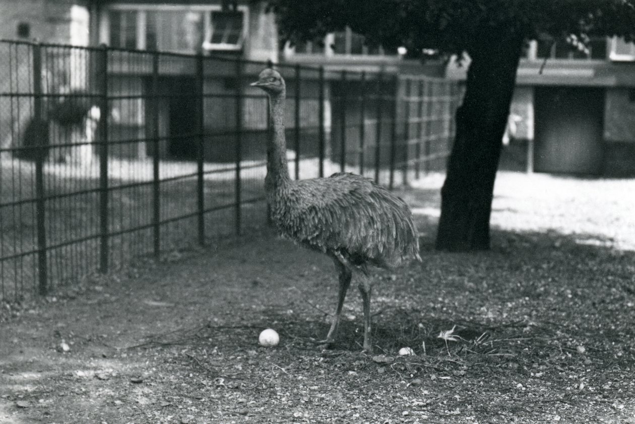 En mindre eller Darwins Rhea stående i sin rede med to æg, London Zoo, maj 1914 af Frederick William Bond