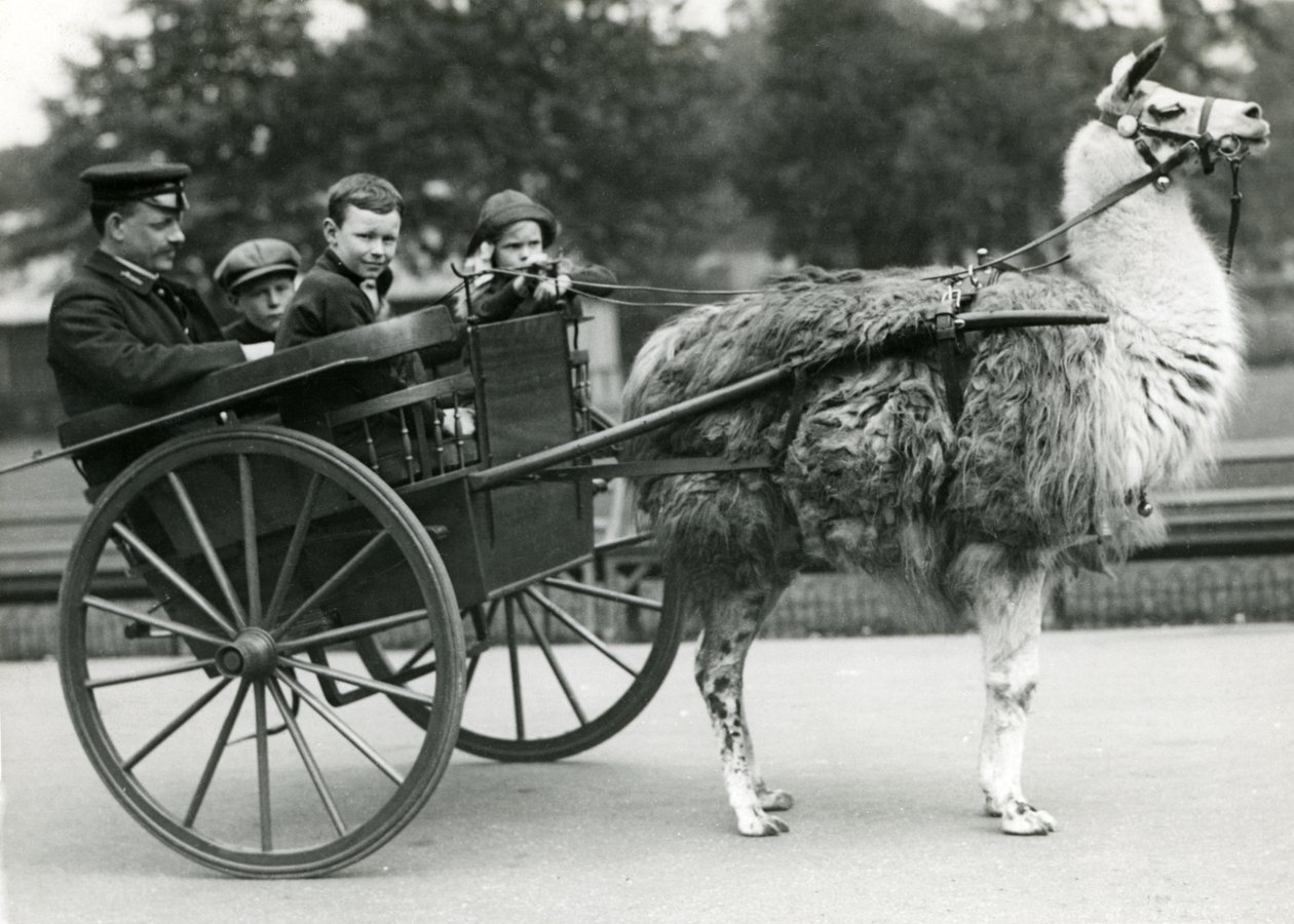 En tur med lamavogn med målmand og børn i London Zoo, maj 1914 af Frederick William Bond