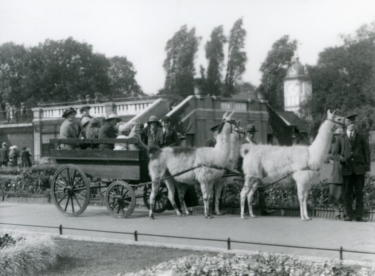 En tur i lamavogn for besøgende med tre lamaer ledet af Keepers, London Zoo, august 1923 (bw foto) af Frederick William Bond