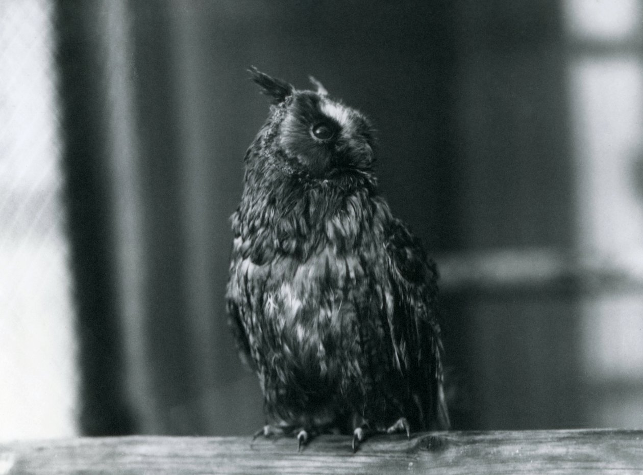 En langøret ugle i London Zoo, januar 1922 af Frederick William Bond