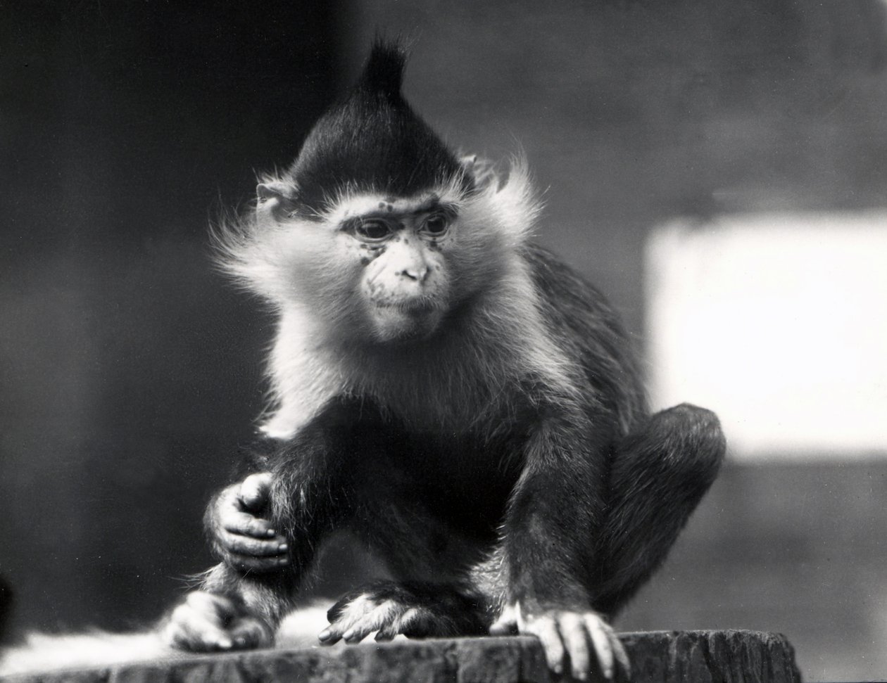 En mangabeyabe, Freckles, i ZSL London Zoo, fra juli 1925 af Frederick William Bond