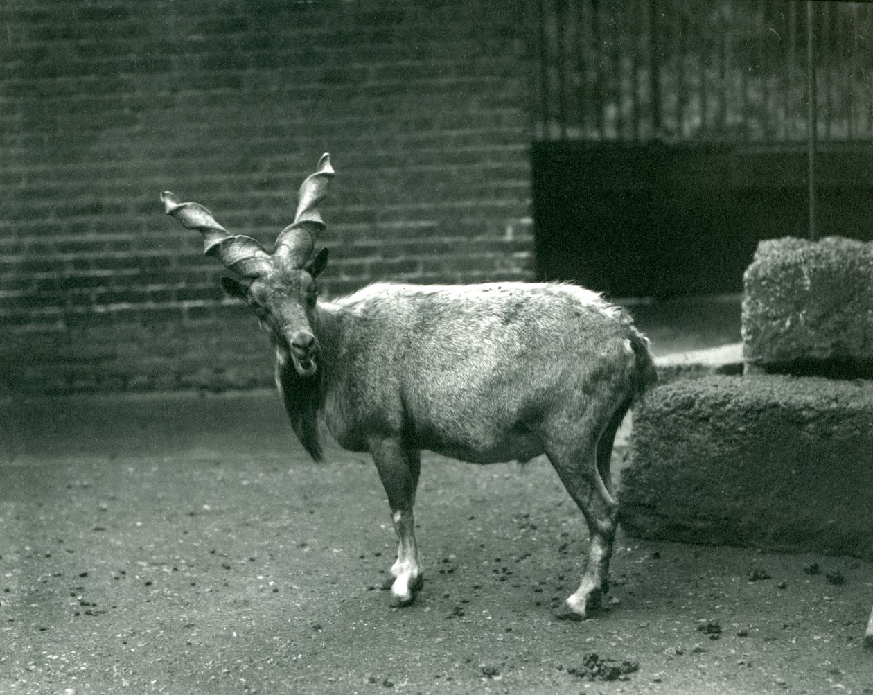 En Markhor i London Zoo, juni 1914 af Frederick William Bond