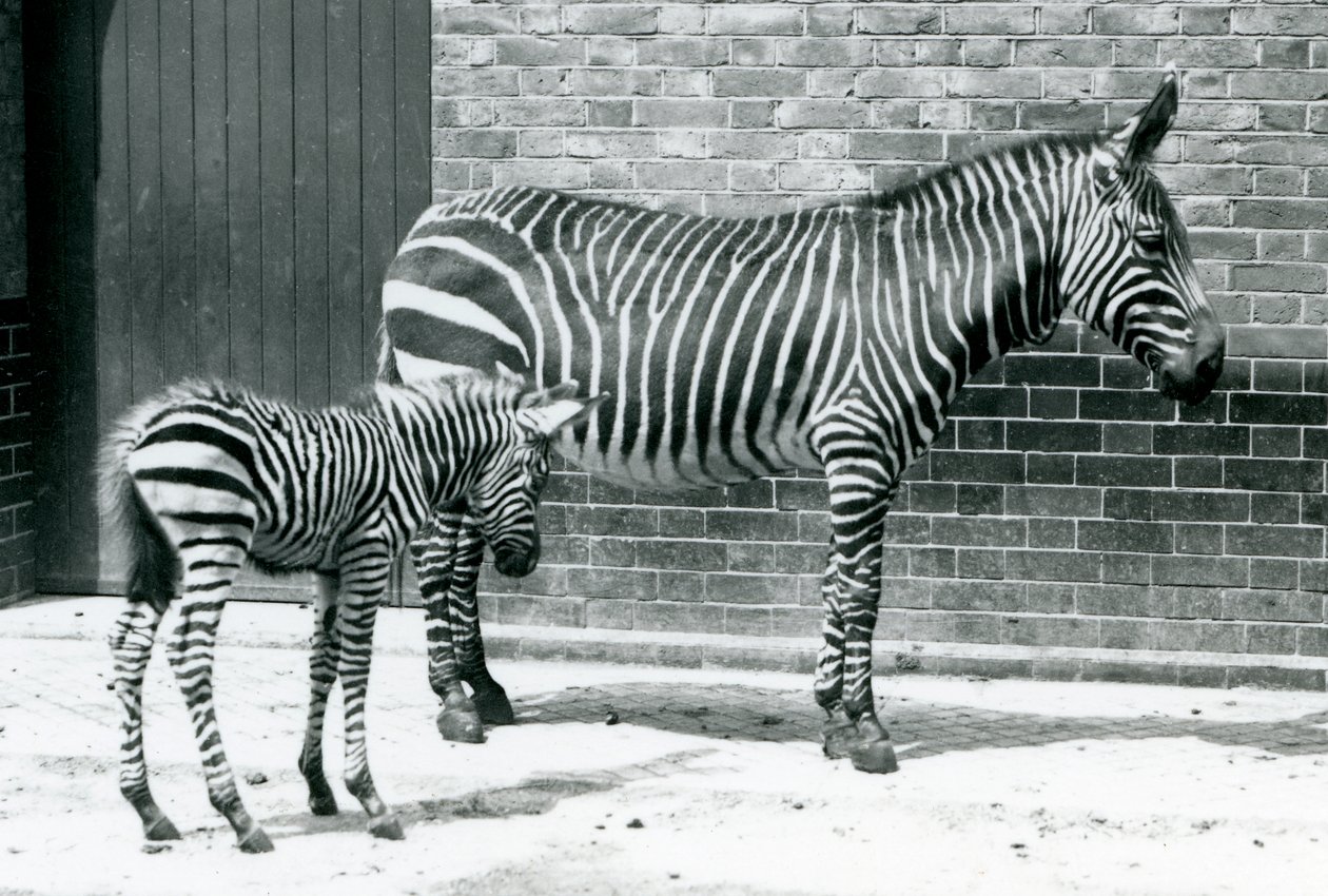 En bjergzebra med sit hybridføl (Chapman