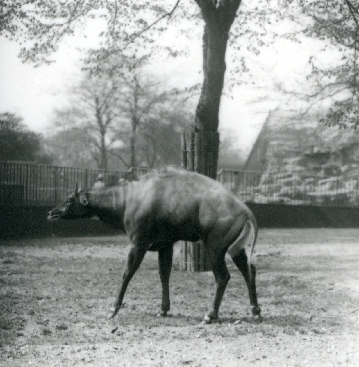 En Nilgai eller asiatisk antilope i London Zoo, april 1923 (bw foto) af Frederick William Bond