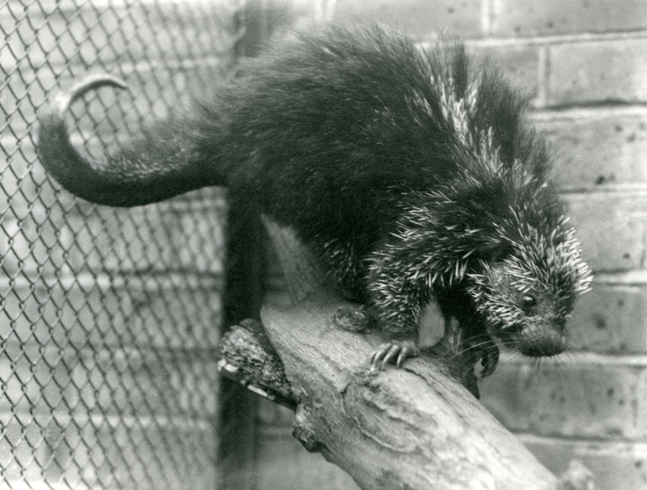 Et nordamerikansk pindsvin på en gren i dets indhegning i London Zoo i 1923 (sort foto) af Frederick William Bond