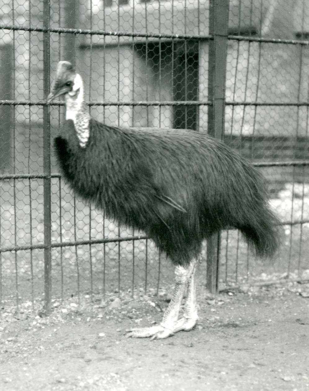 En Northern Cassowary i London Zoo, oktober 1914 af Frederick William Bond