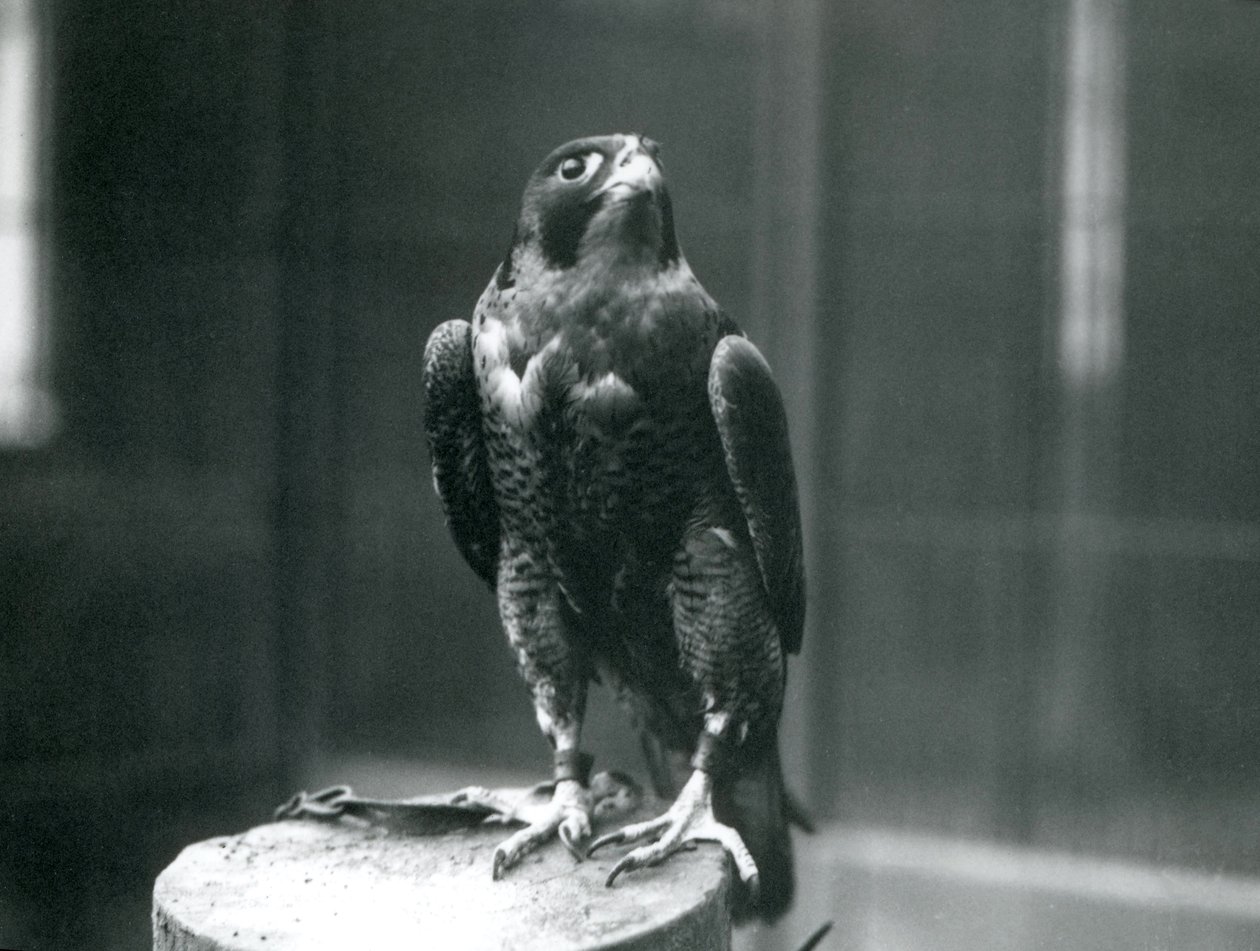 En vandrefalk i London Zoo, januar 1922 af Frederick William Bond