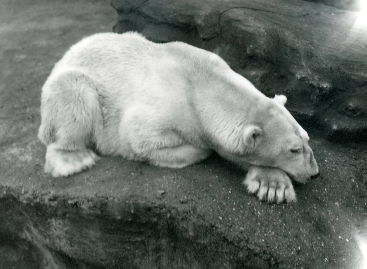 En isbjørn hviler med hovedet på sin pote i London Zoo, oktober 1920 af Frederick William Bond