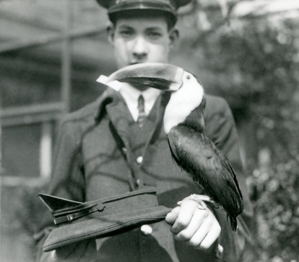 En rødnæbbet tukan trækker en billet fra en hat, som holdes af målmanden C. Hersey (bw foto) af Frederick William Bond