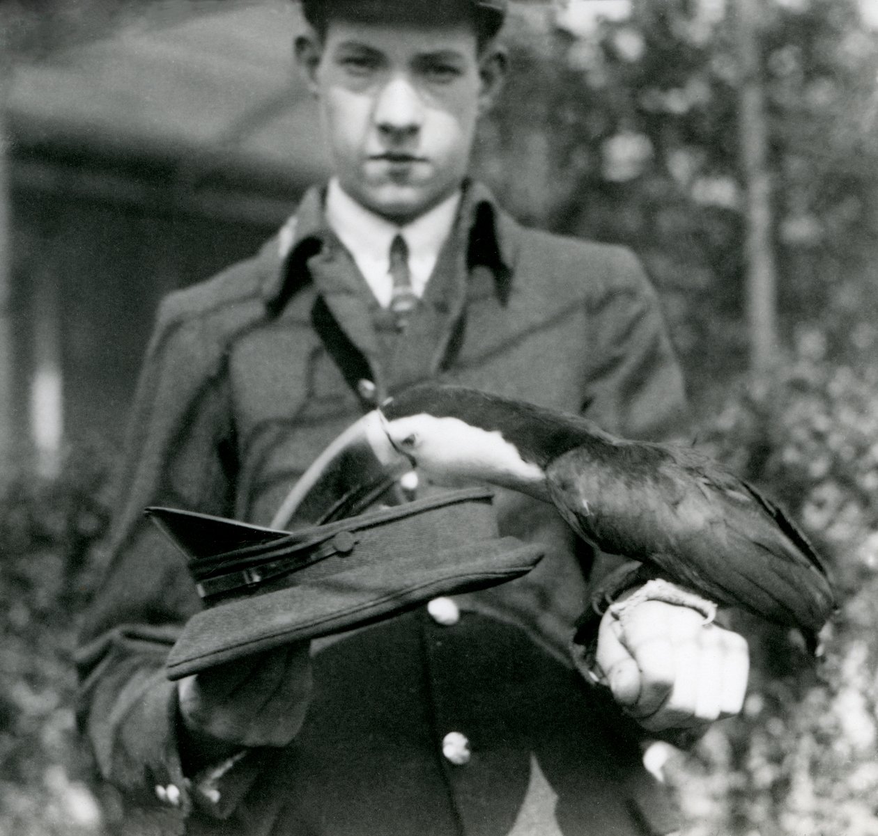 En rødnæbbet tukan trækker en billet fra en hat, som holdes af målmanden C. Hersey, London Zoo, 1923 (bw foto) af Frederick William Bond