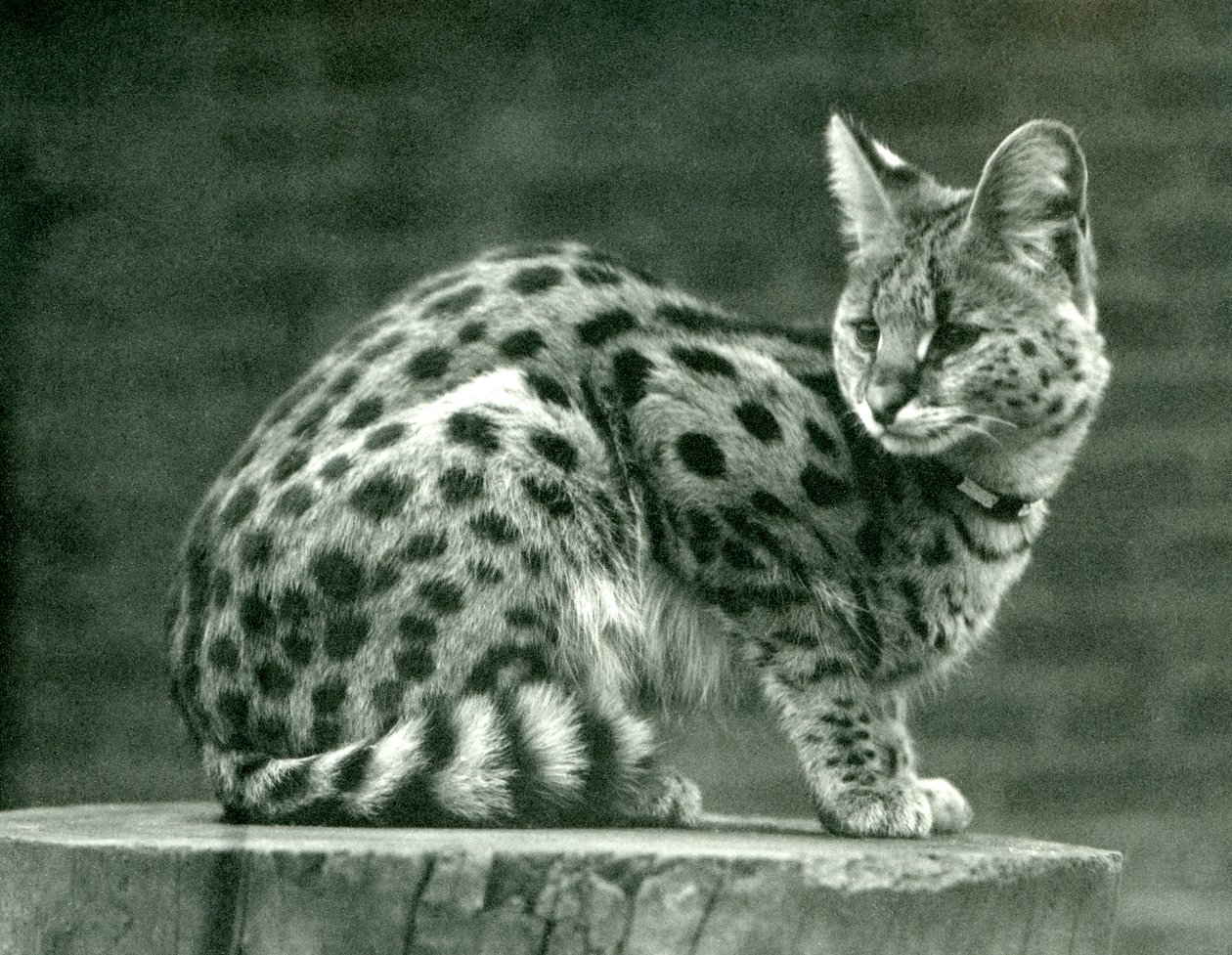 A Serval at London Zoo, 1923 (bw foto) af Frederick William Bond