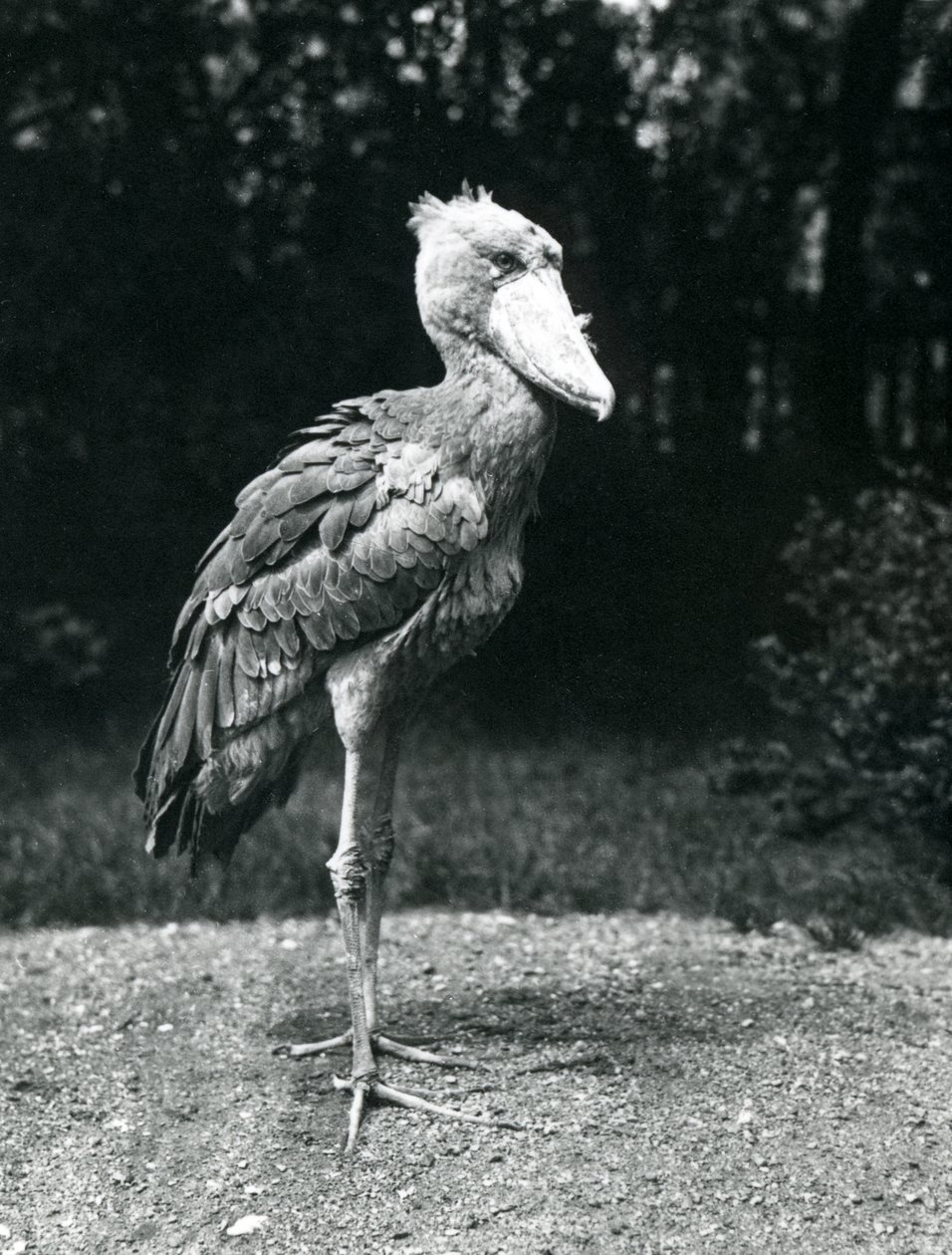 En sko- eller hvalhovedet stork i London Zoo, juni 1914 af Frederick William Bond