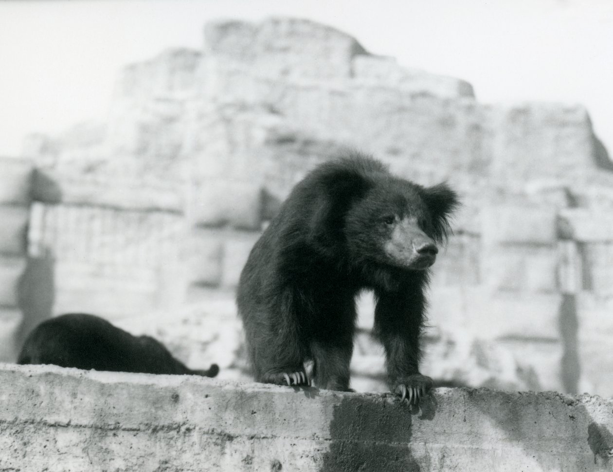 En dovendyr bjørn kigger ned fra sin indhegning foran Mappin Terraces, London Zoo, september 1914 (vw foto) af Frederick William Bond