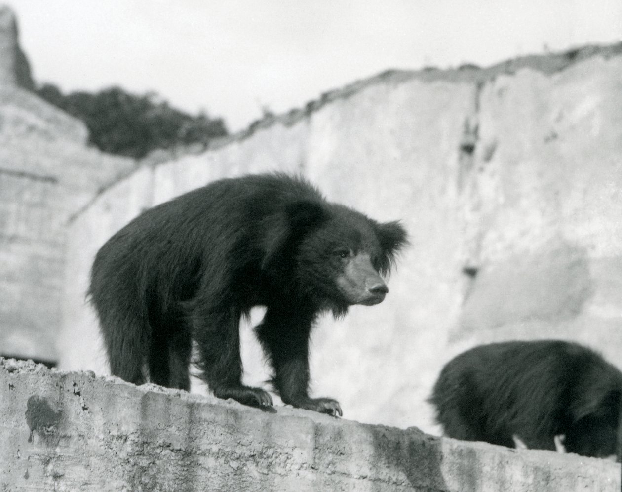 En dovendyr bjørn kigger ned fra sin indhegning foran Mappin Terraces, London Zoo, september 1914 (vw foto) af Frederick William Bond