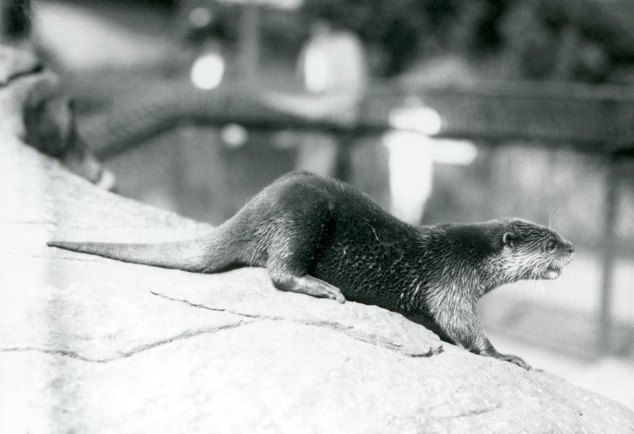 En småkloet odder i London Zoo, august 1913 af Frederick William Bond