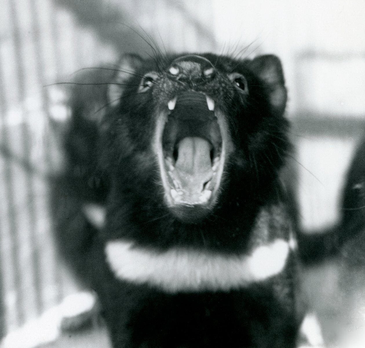 En tasmansk djævel i London Zoo, september 1914 af Frederick William Bond
