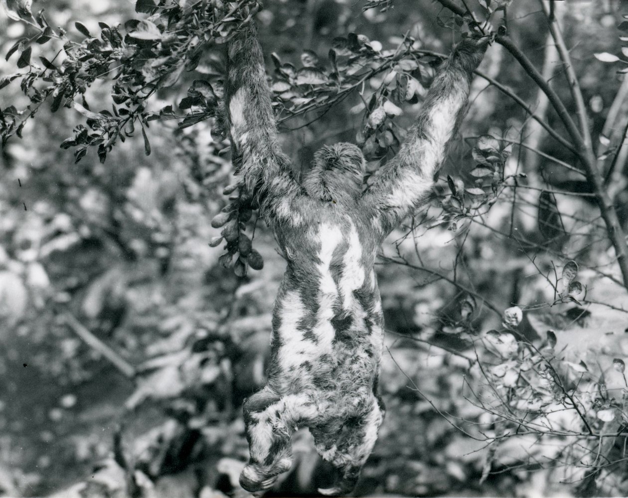 Et tretået dovendyr hængende fra en grøn gren i London Zoo. august 1920. af Frederick William Bond