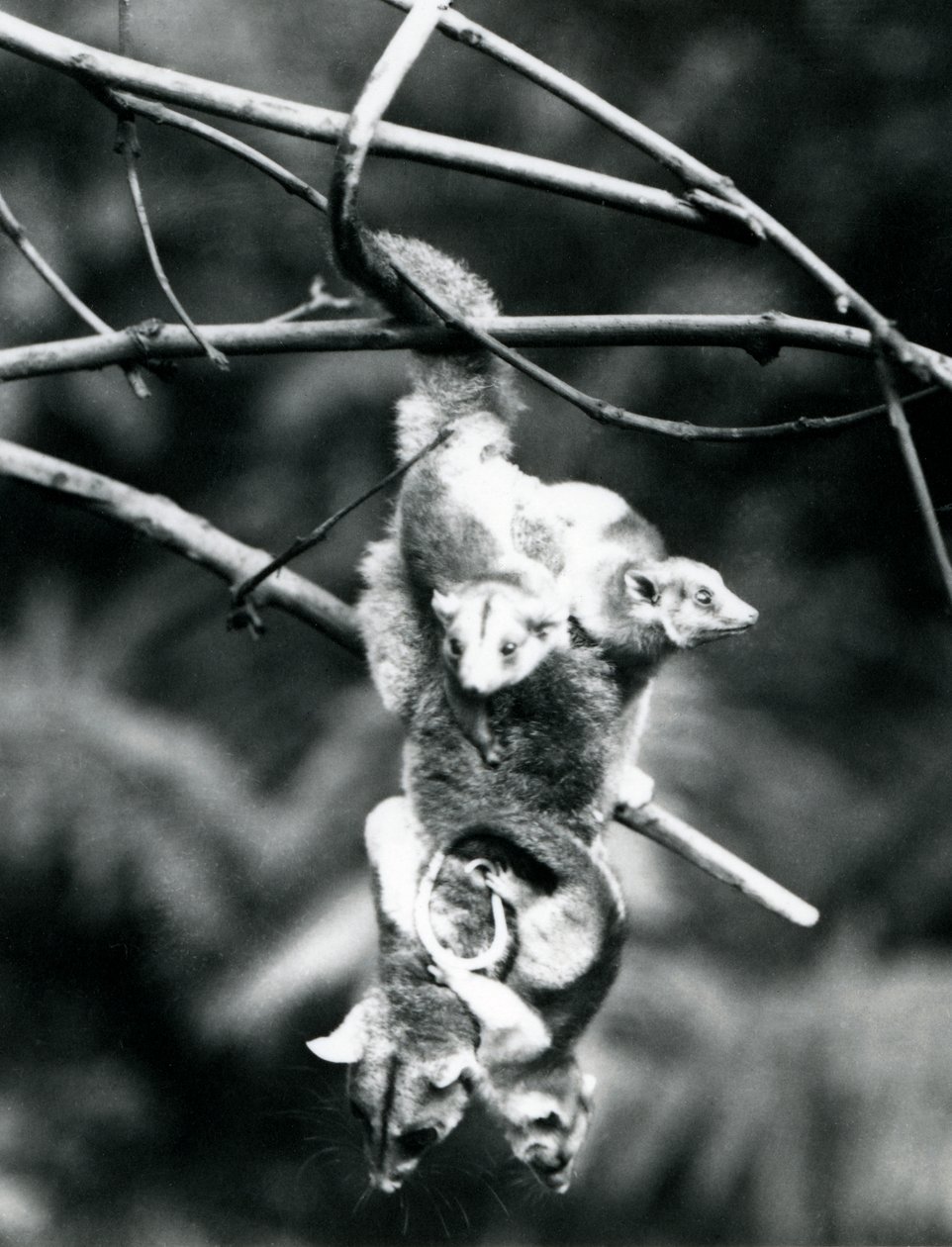 En ulden opossum, med sine tre unge klyngende til hende, hænger fra en gren ved hjælp af hendes gribehale, London Zoo, september 1913 af Frederick William Bond