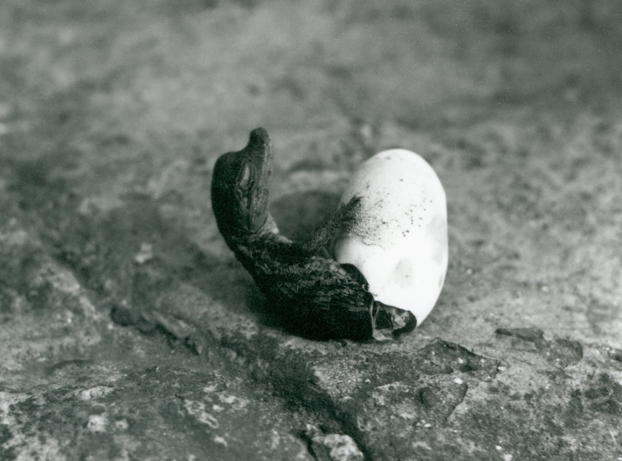 En baby amerikansk alligator, der dukker op fra sit æg, London Zoo, 1922 (bw foto) af Frederick William Bond