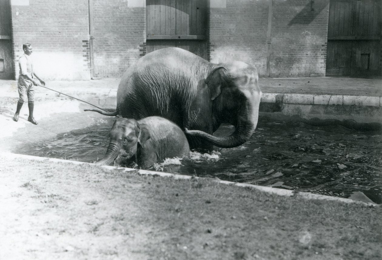En baby asiatisk elefant og voksen hun, Lukhi, bader i deres pool med deres træner ved siden af poolen, 1923 (bw foto) af Frederick William Bond
