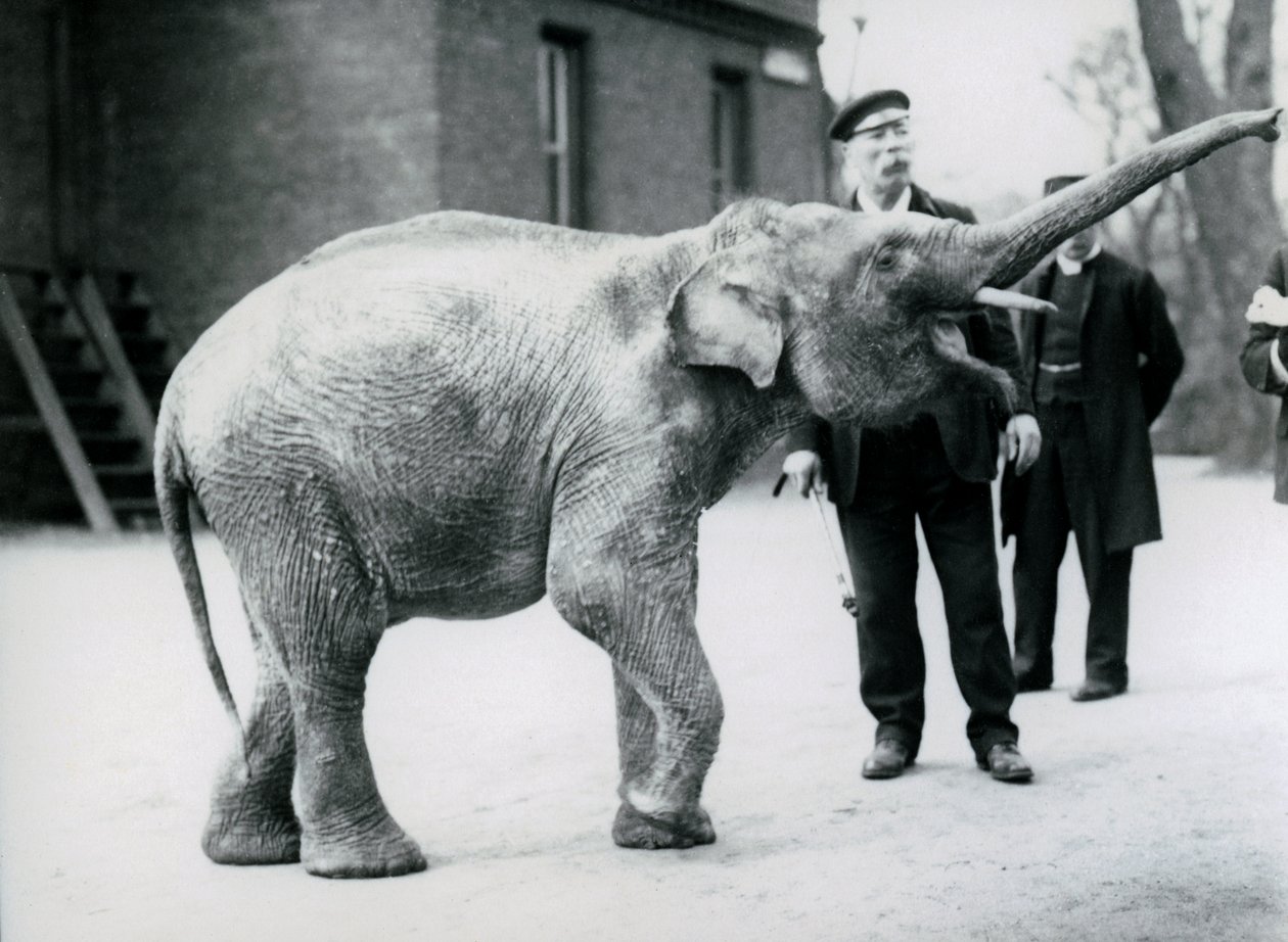 En asiatisk elefant, der rejser sin snabel mod en målmand, mens andre brugere kigger på af Frederick William Bond