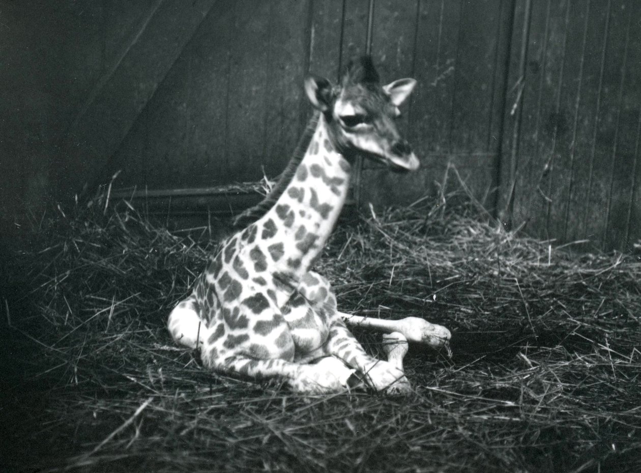 En babygiraf, omkring 7 timer gammel, der sidder blandt hø i London Zoo, marts 1913 af Frederick William Bond