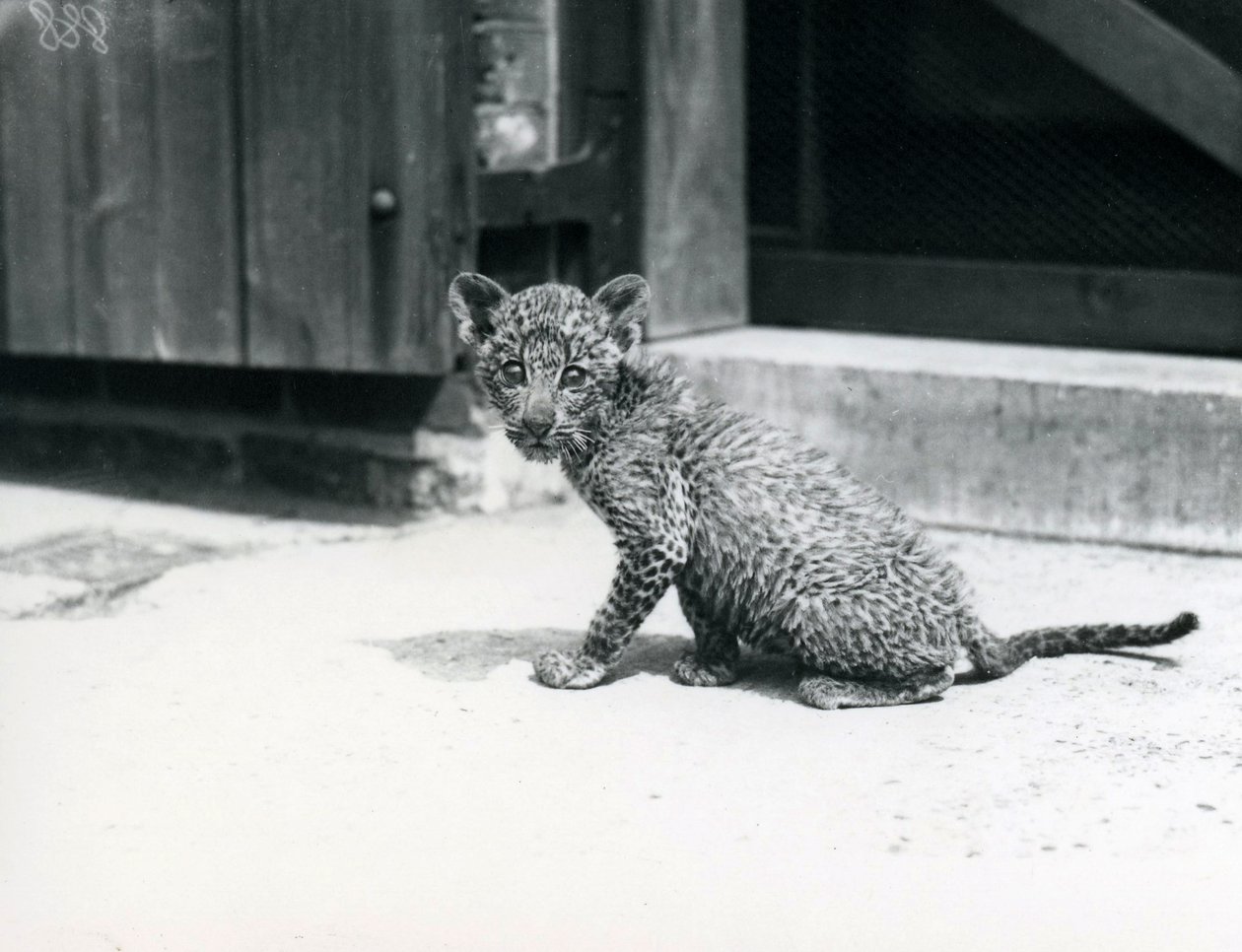 En baby leopard i London Zoo, juni 1915 af Frederick William Bond