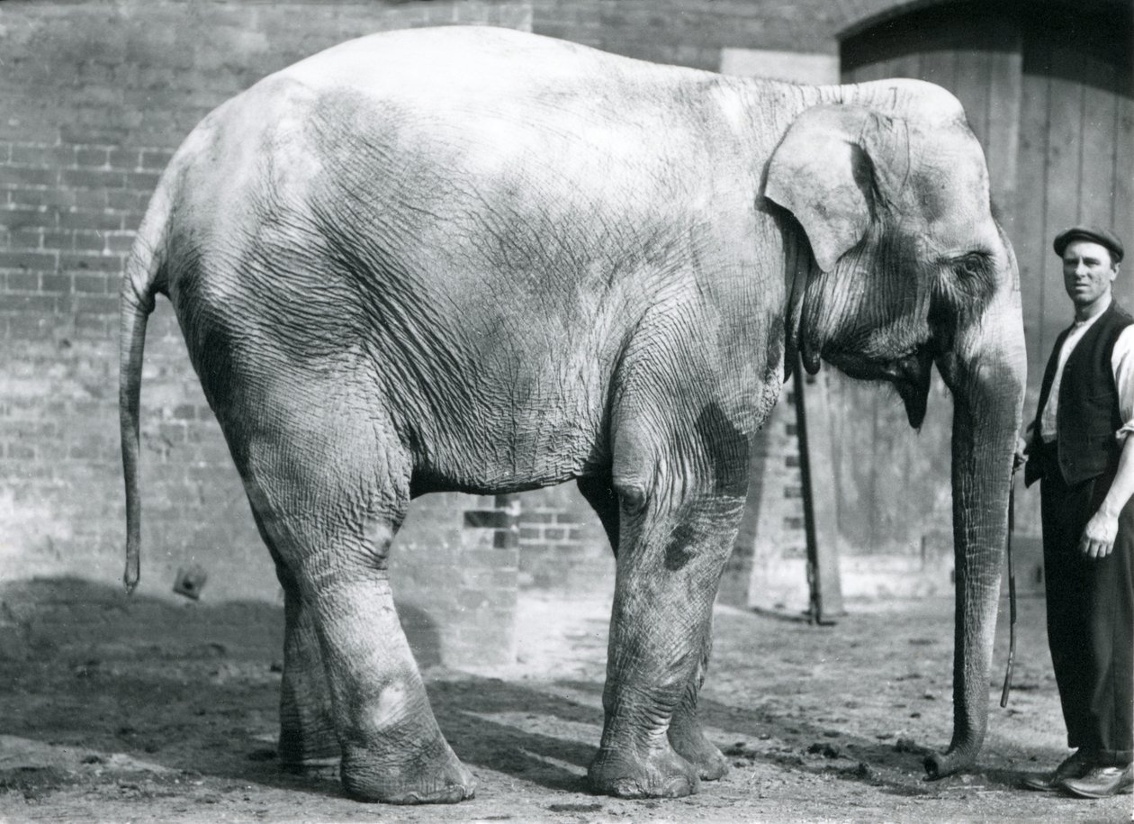 En kvindelig indisk elefant 