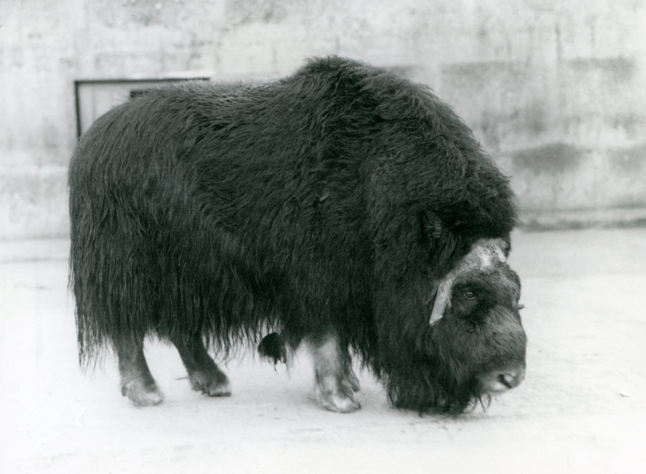 En kvindelig moskusokse i London Zoo, april 1923 (bw foto) af Frederick William Bond