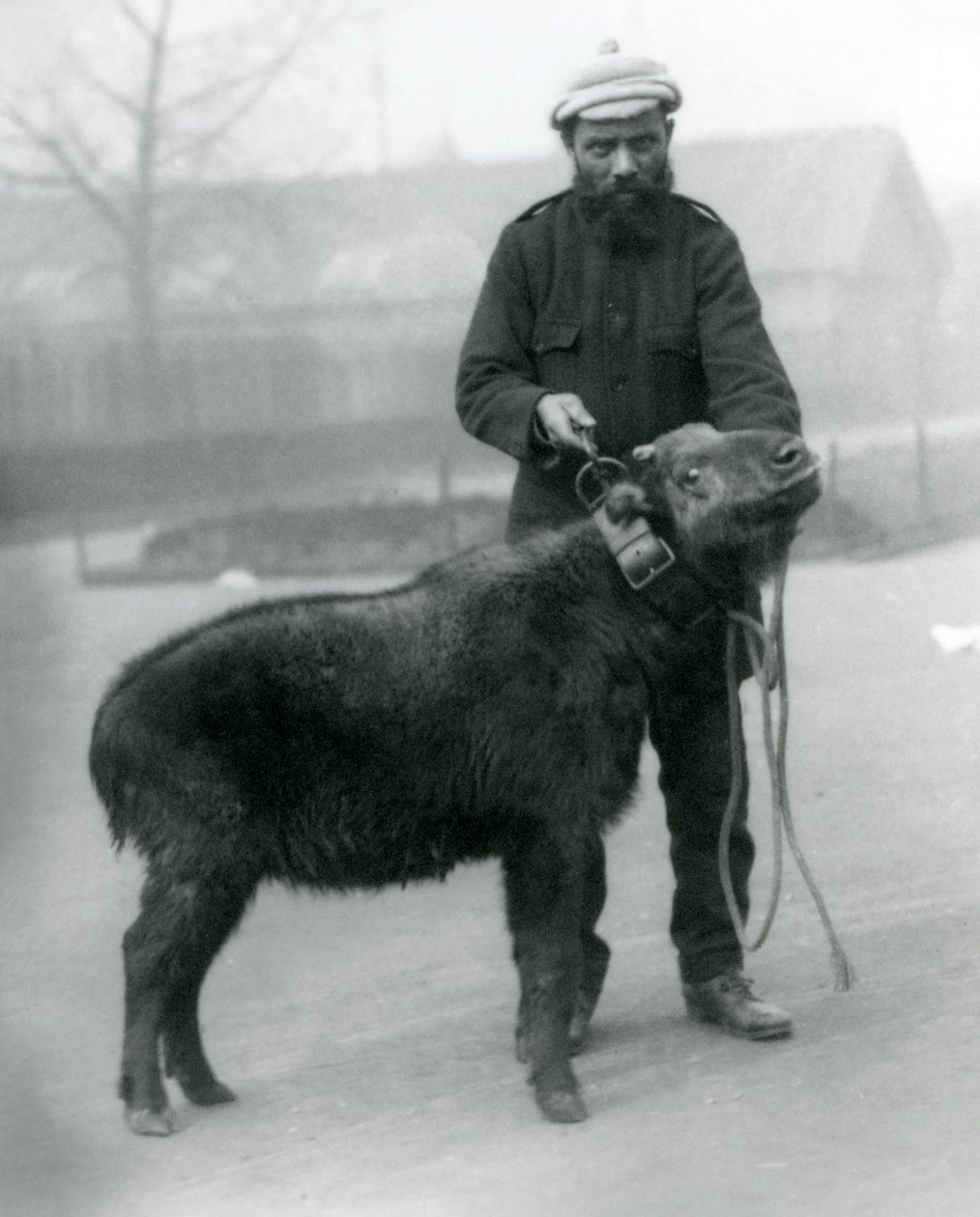 En huntakin, også kendt som kvæggems eller gnu-ged med fører, London Zoo, april 1923 (bw-foto) af Frederick William Bond