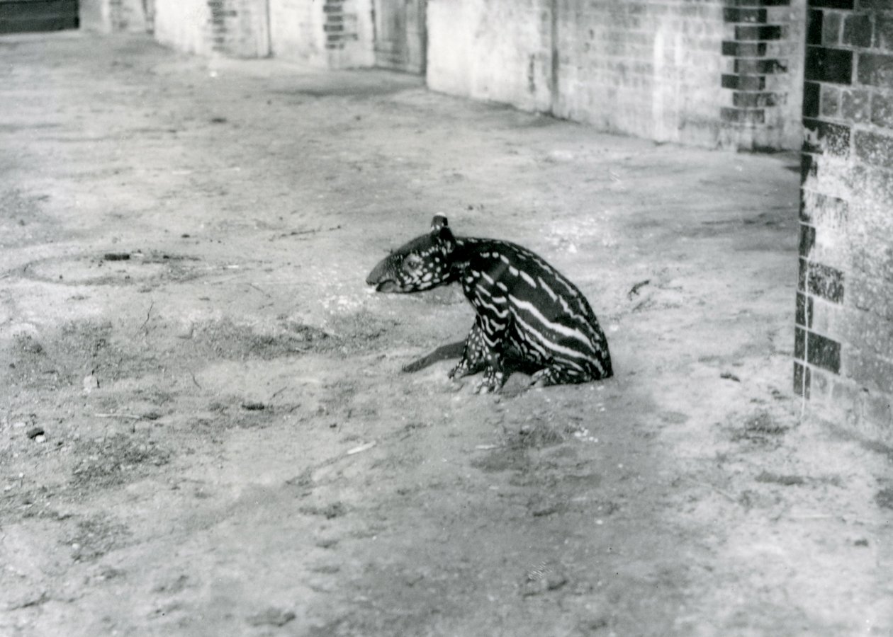 En fire dage gammel malaysisk tapir i London Zoo, juli 1921 af Frederick William Bond