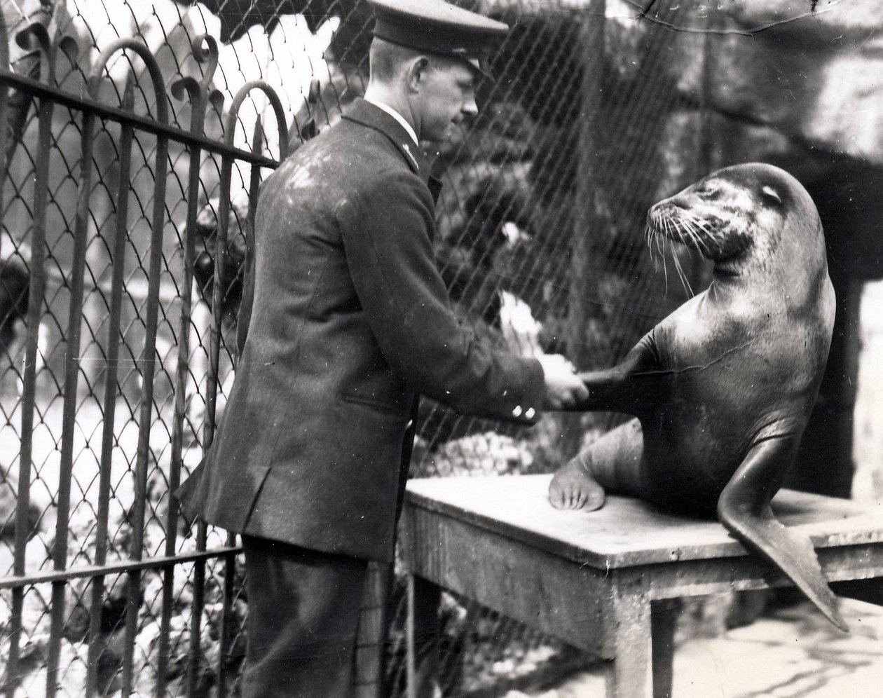 En dyrepassager og en søløve giver hinanden hånden i 1931 af Frederick William Bond