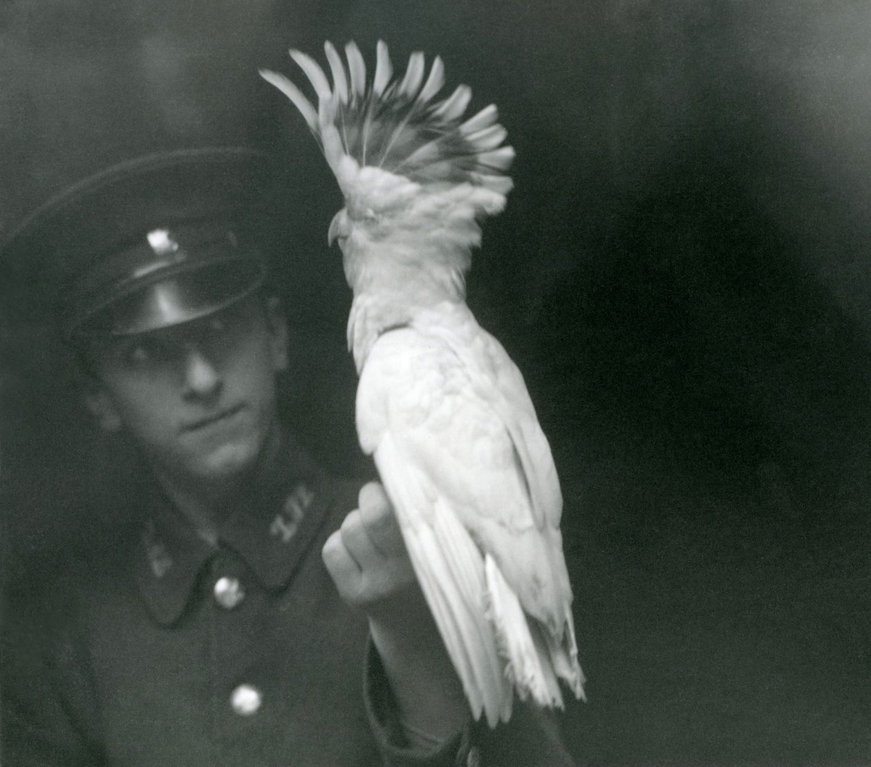 En målmand holder en ung kakadue i London Zoo, september 1921 af Frederick William Bond