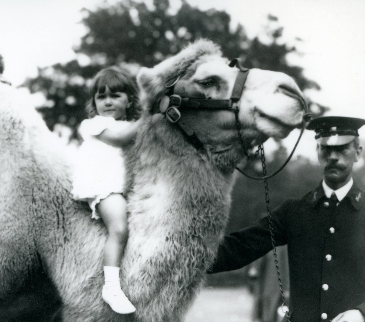 En vogter med en baktrisk kamel, som giver en ung pige en tur på nakken, London Zoo, september 1922 (bw foto) af Frederick William Bond