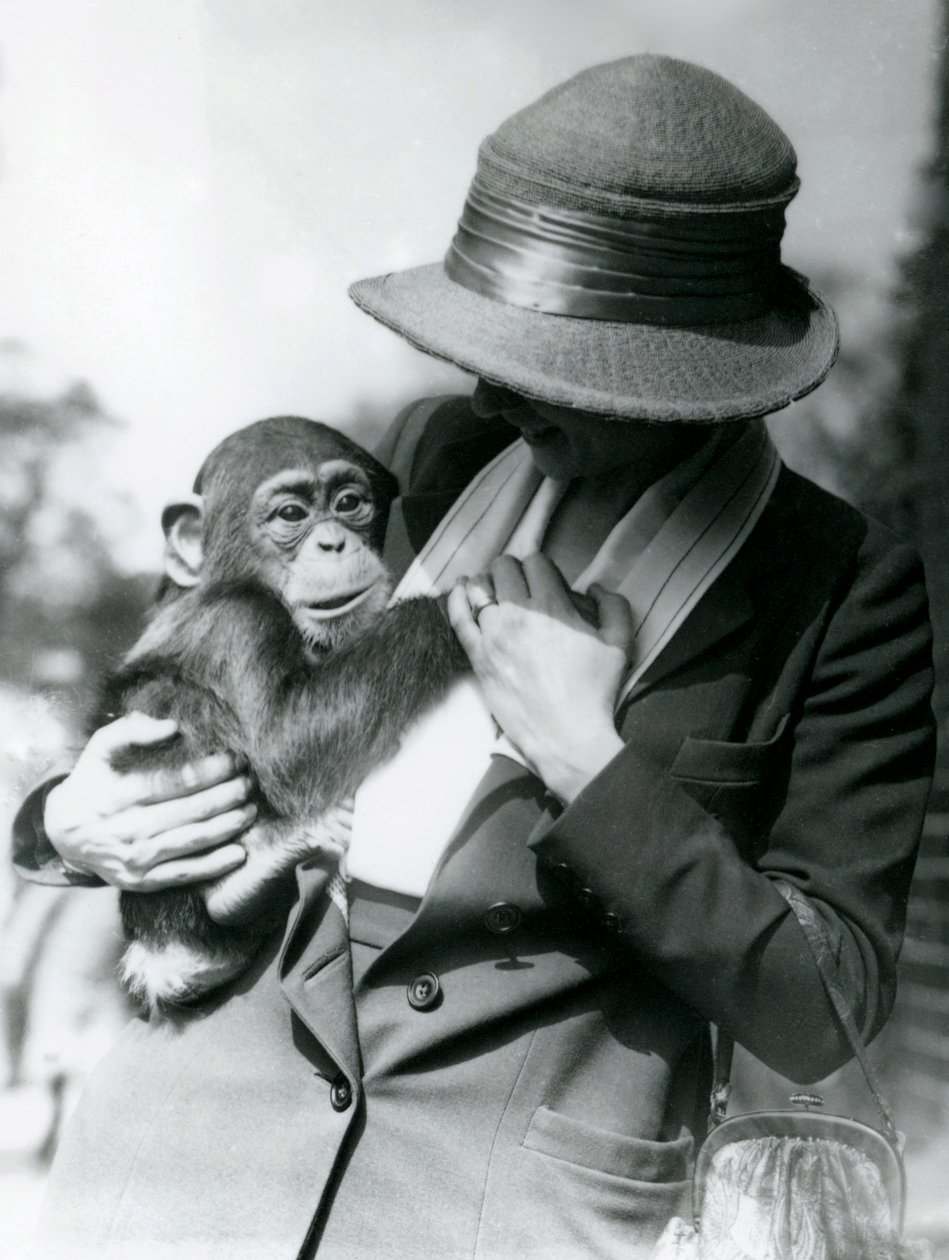 En dame holder en ung chimpanse i London Zoo, juni 1922 af Frederick William Bond