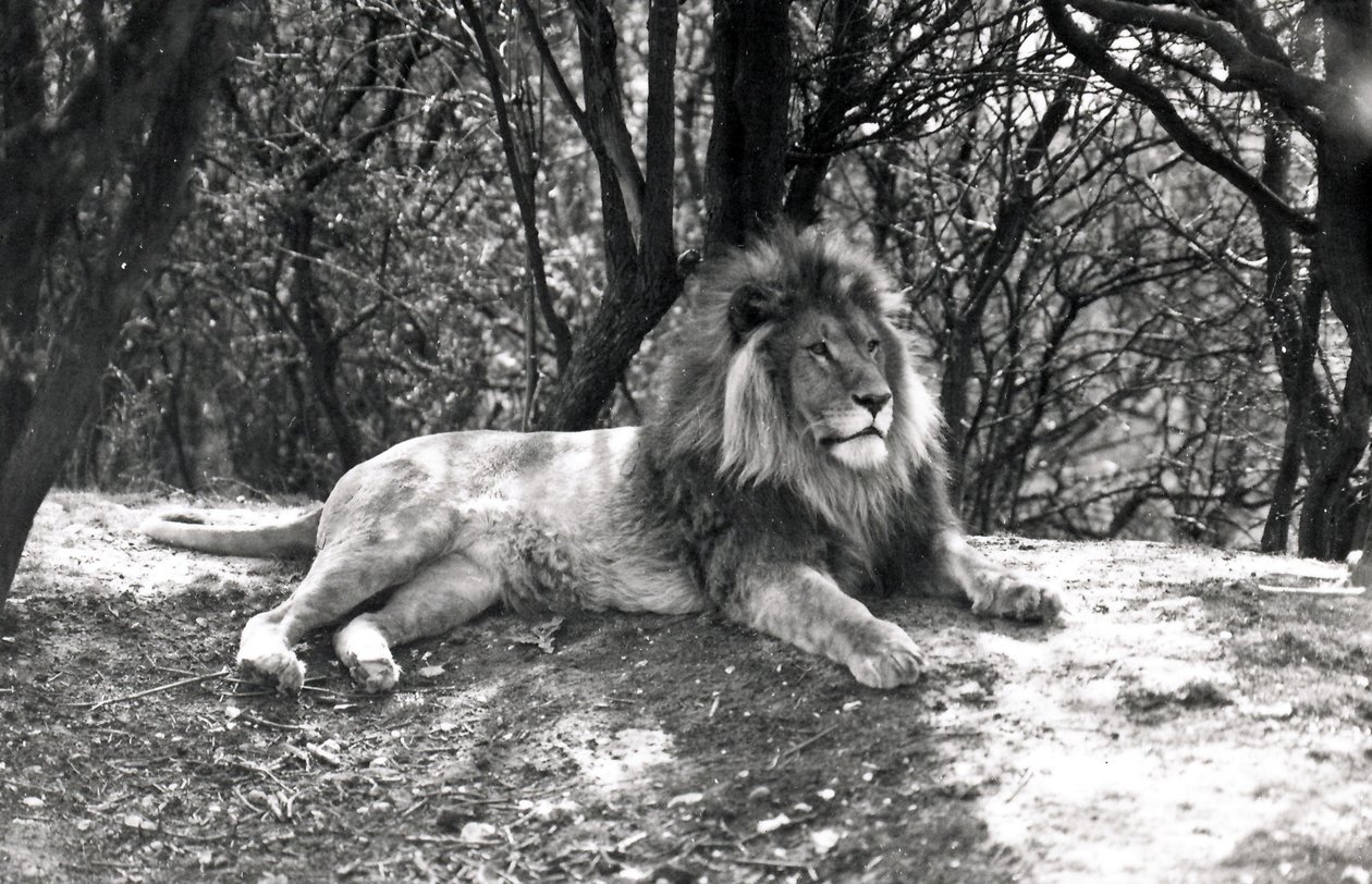 En liggende løve fotograferet i Whipsnade Zoo, 1935 af Frederick William Bond